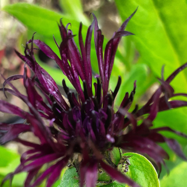 Centaurea montana 'Black Sprite' Berg-Flockenblume