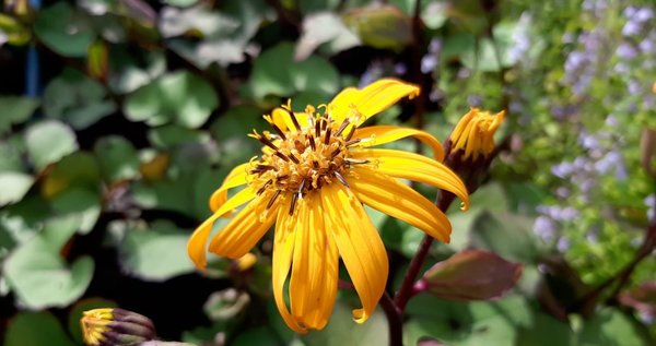 Ligularia dentata 'Moorblut’ Garten-Strauß-Goldkolben