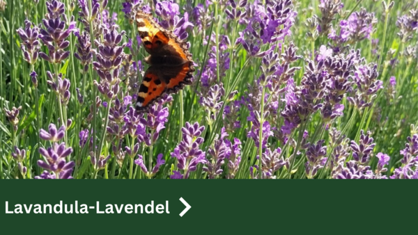 Lavandula-Lavendel