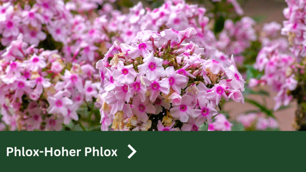 Phlox-Hoher Phlox