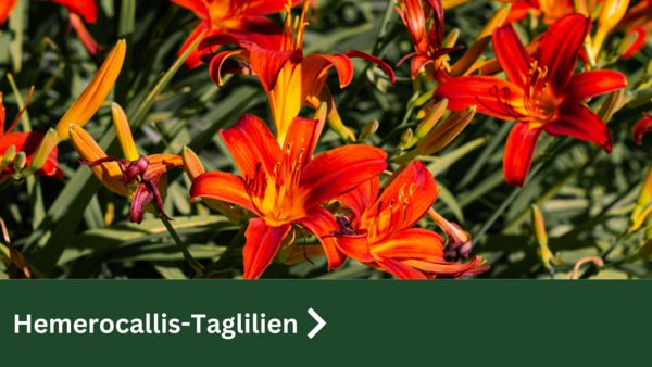 Hemerocallis-Taglilien