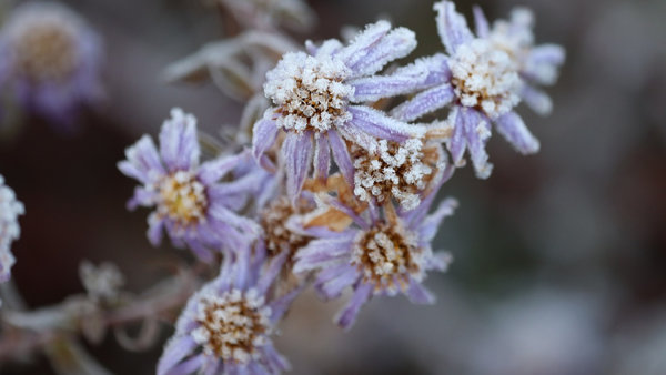Aster ageratoides- Aster