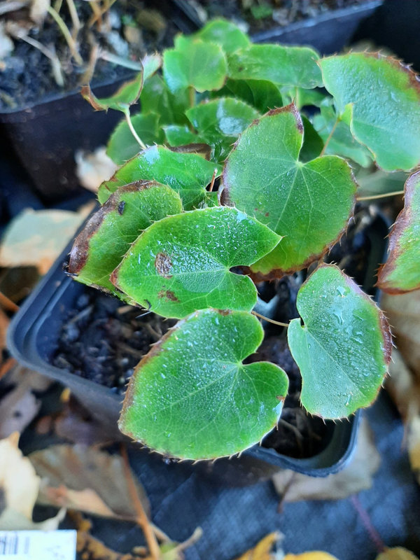 Epimedium × perralchicum 'Frohnleiten' Garten-Elfenblume