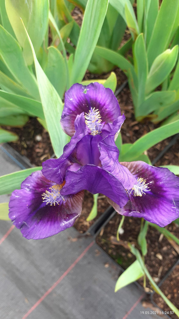 Iris barbata-nana 'Double Lament' Zwergige Schwertlilie