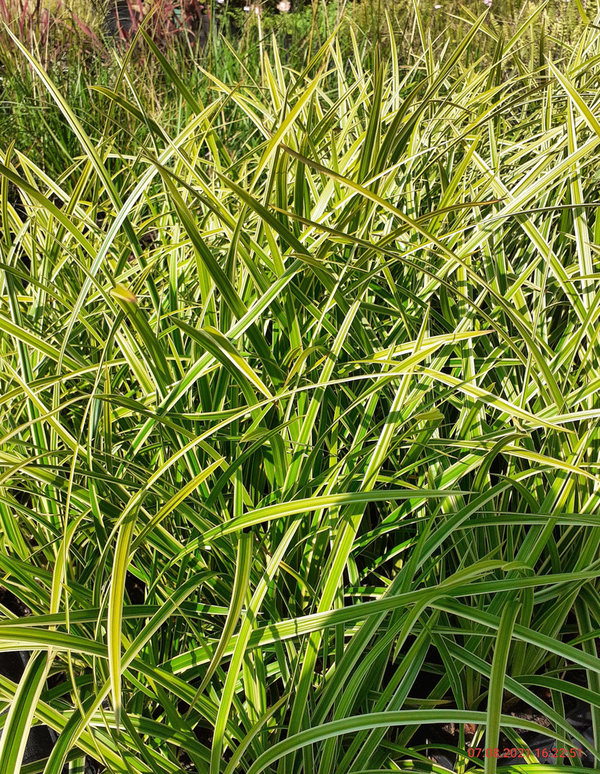 Carex morrowii 'Aureovariegata' Goldrand-Segge