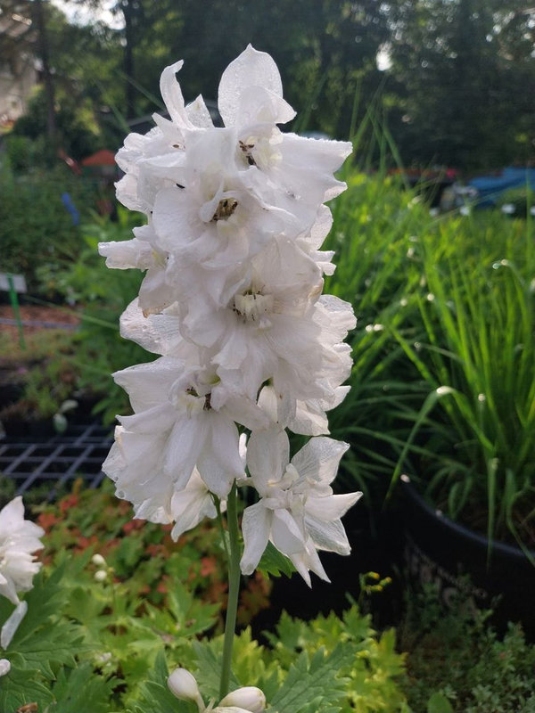 Delphinium × cultorum Pacific-Magic Fountains 'Weiß' Rittersporn