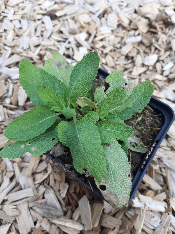 Salvia nemorosa 'Eos' Steppen-Salbei