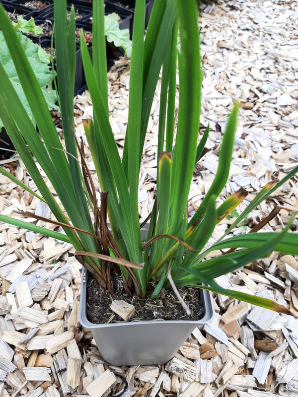 Iris ensata 'Topas' Sumpf -Schwertlilie