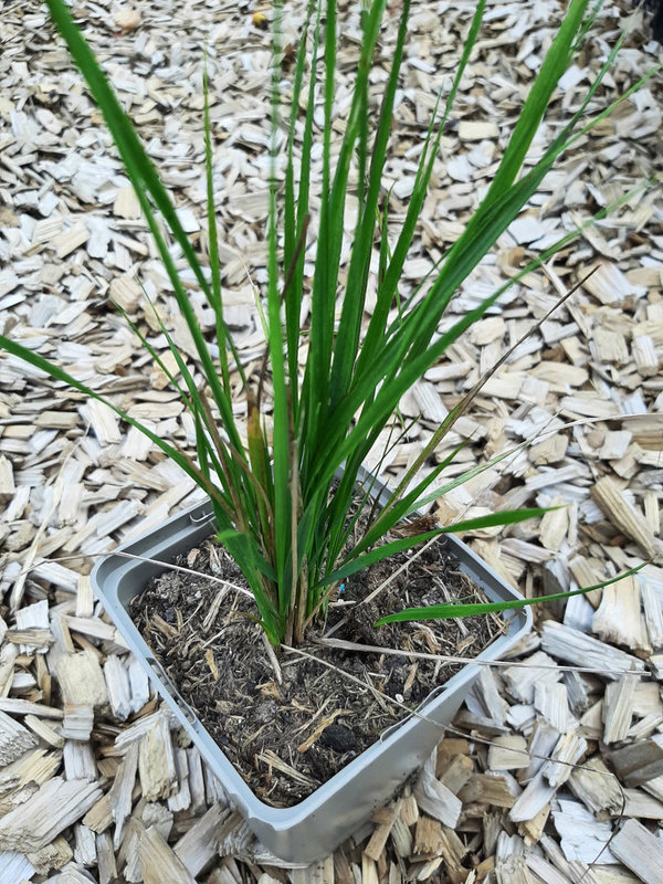 Calamagrostis × acutiflora 'Waldenbuch' Reitgras, Sandrohr