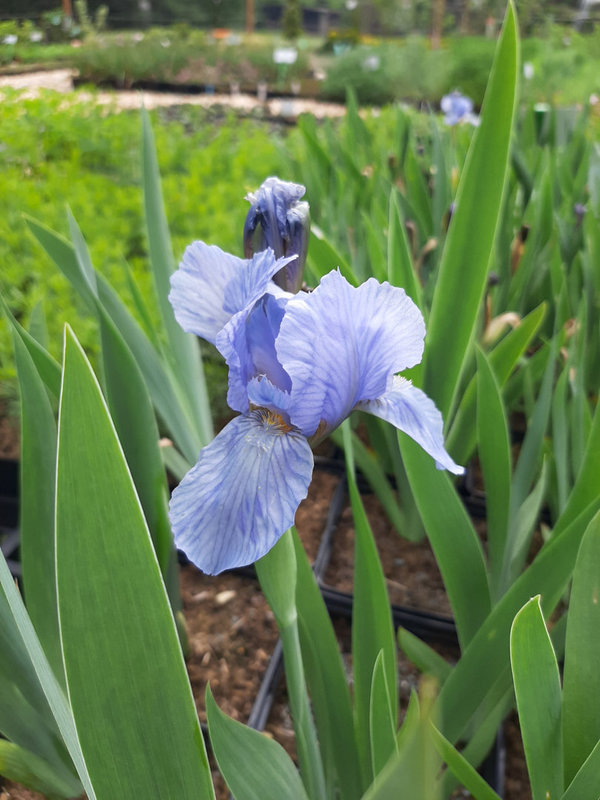 Iris × barbata-nana 'Little Sapphire' Zwergige Schwertlilie
