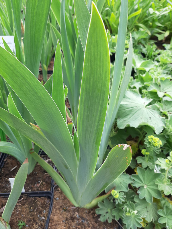 Iris × barbata-nana 'Little Sapphire' Zwergige Schwertlilie