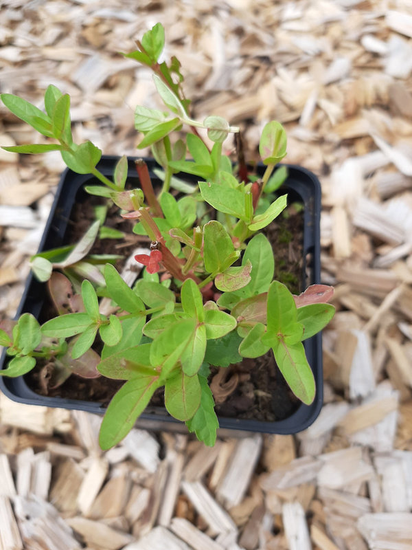 Lythrum salicaria Blut-Weiderich