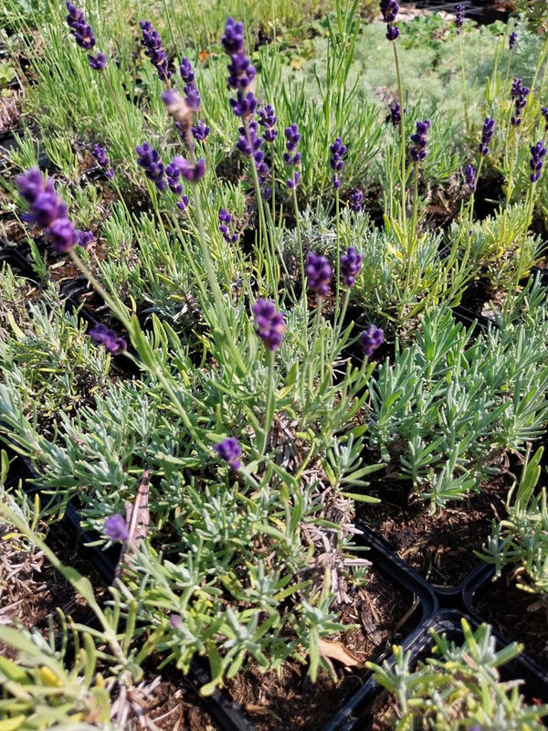 Lavandula angustifolia 'Peter Pan' Zwerg-Lavendel