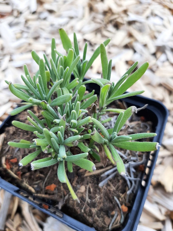 Lavandula angustifolia 'Nana Alba' Weißblühender Lavendel