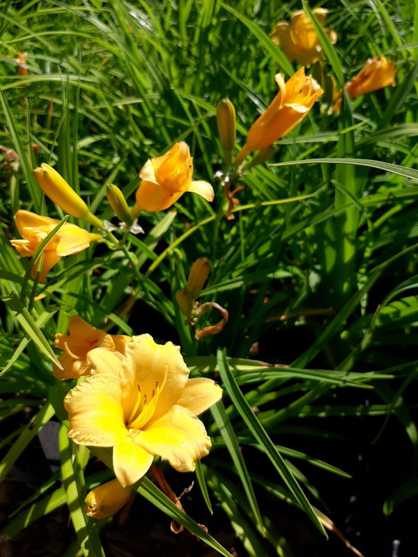 Hemerocallis × cultorum 'Stella de Oro' Taglilie