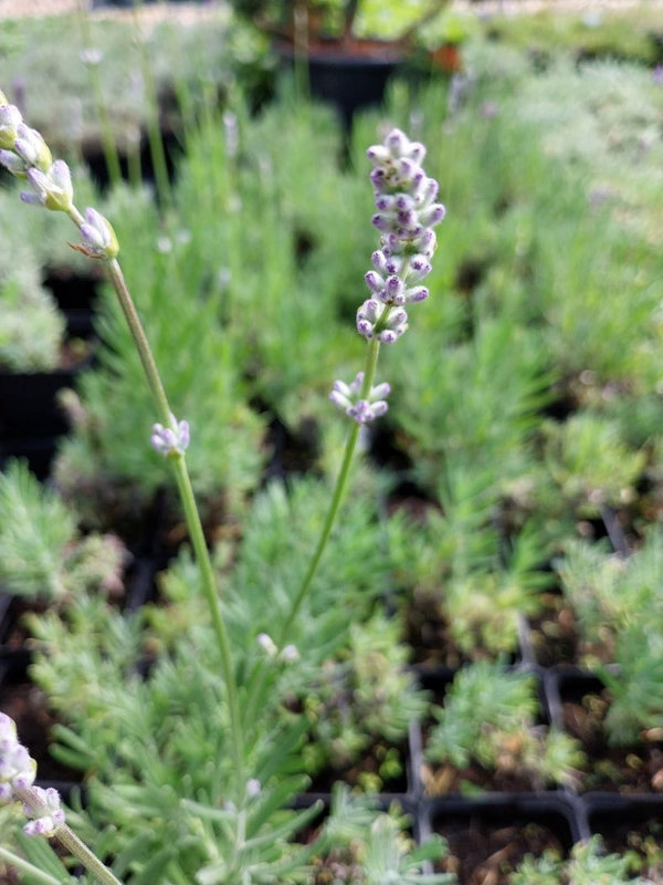 Lavandula angustifolia 'Middachten' Lavendel