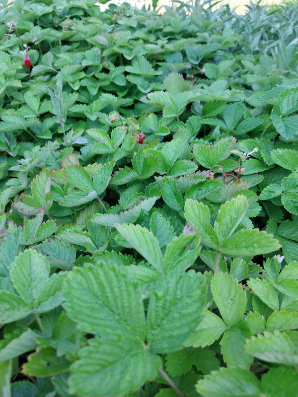 Fragaria vesca var. semperflorens 'Alexandria' Garten-Monats-Erdbeere