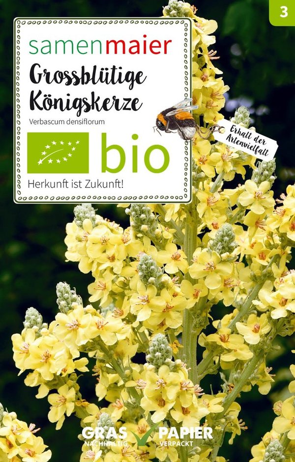 Bio Wildblumen,Großblütige Königskerze