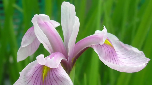 Iris ensata 'Topas' Sumpf -Schwertlilie