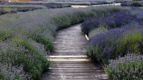Weg, Nature, Lavendel